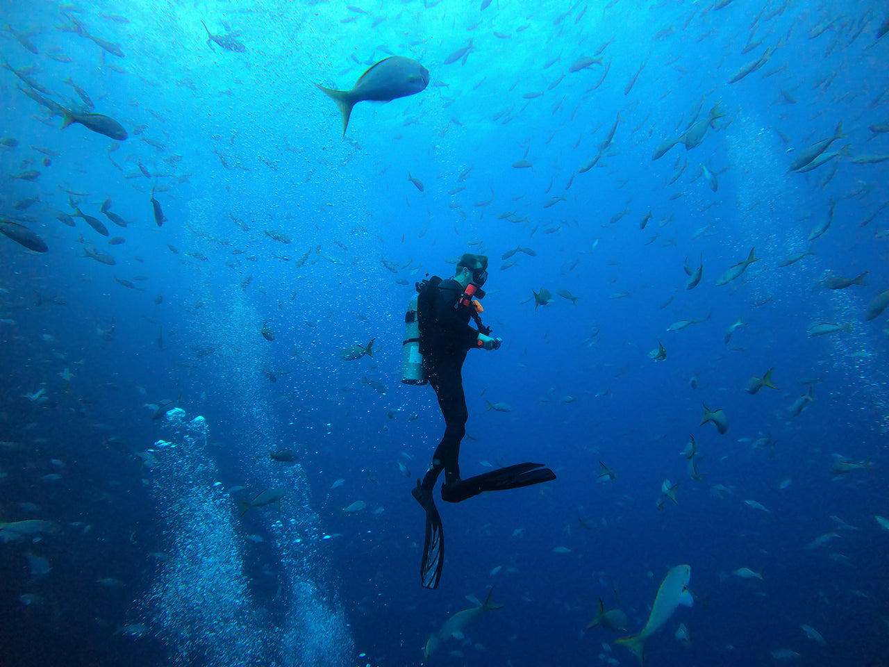 A diver surrounded by fish in deep blue water